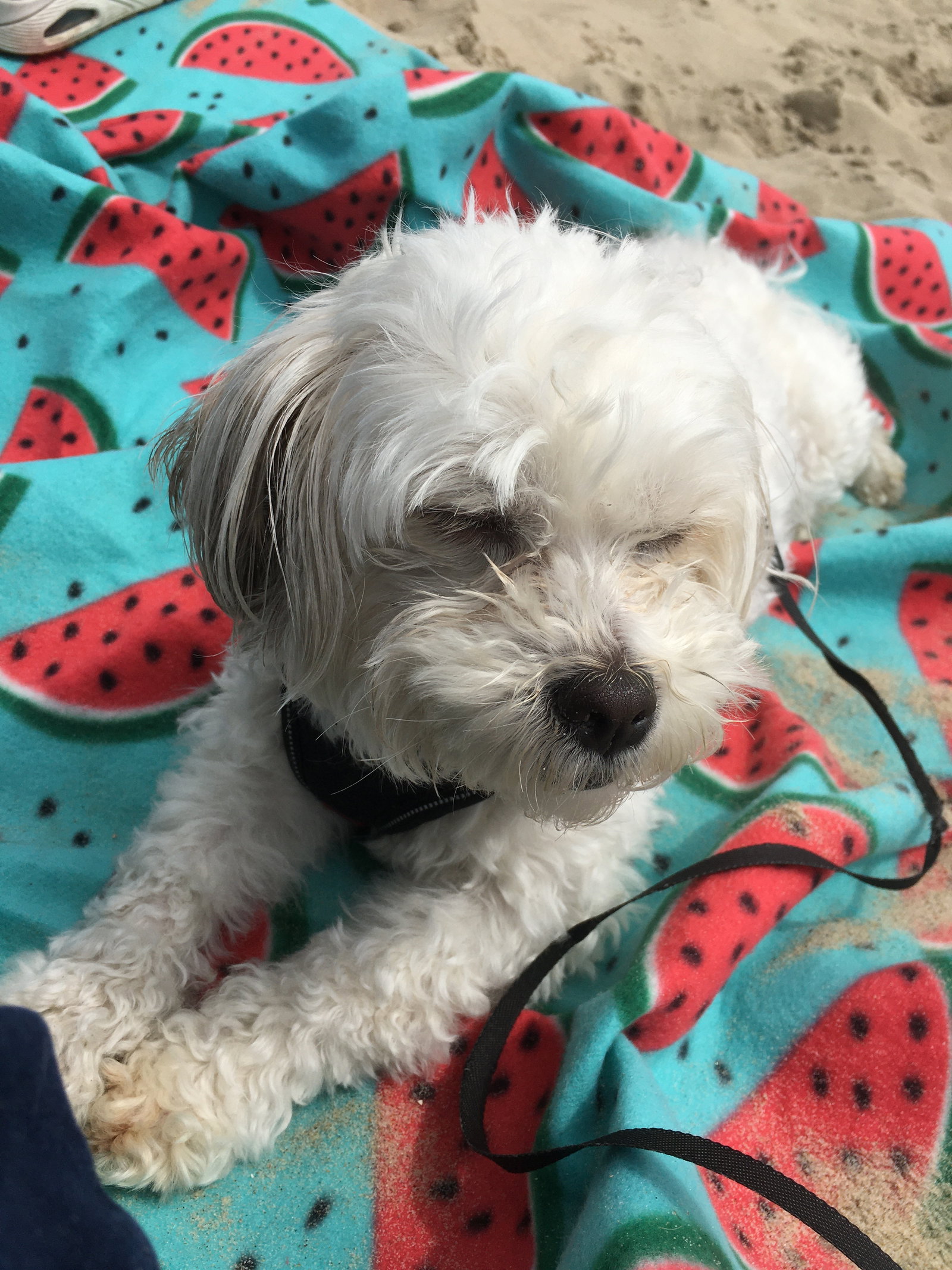 Bianca, pet sitter in oisterwijk, photo 1