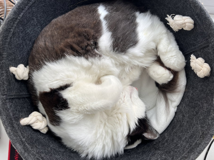 Tatiana, pet sitter in Maarssen, photo 4