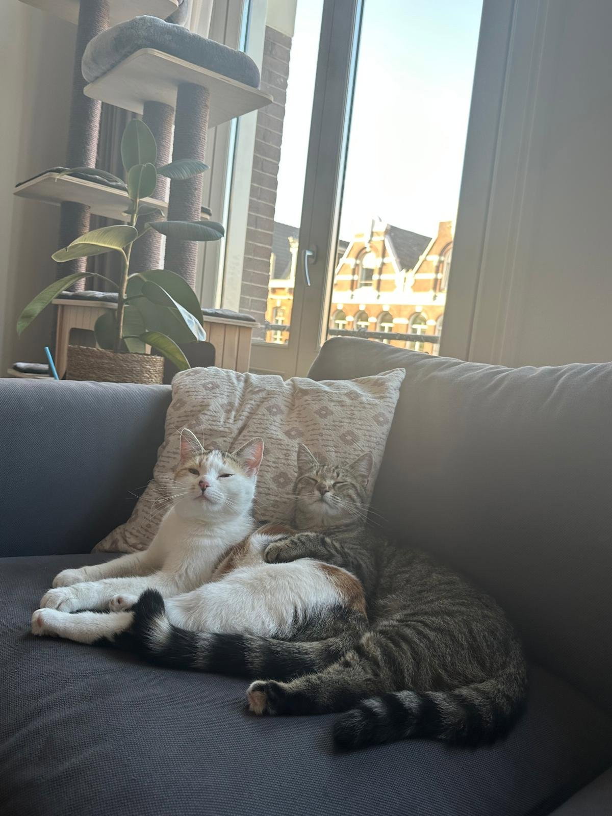Steven, pet sitter in Amsterdam, photo 3