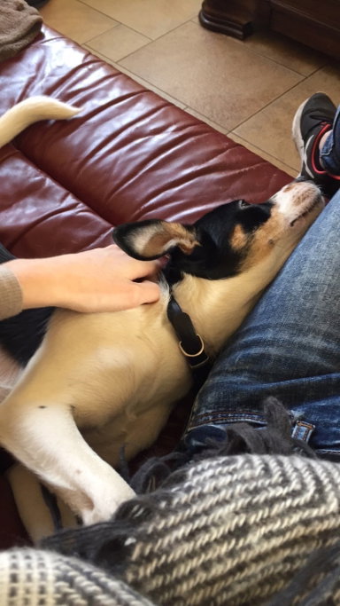 Diana, pet sitter in Berg en Dal, photo 1