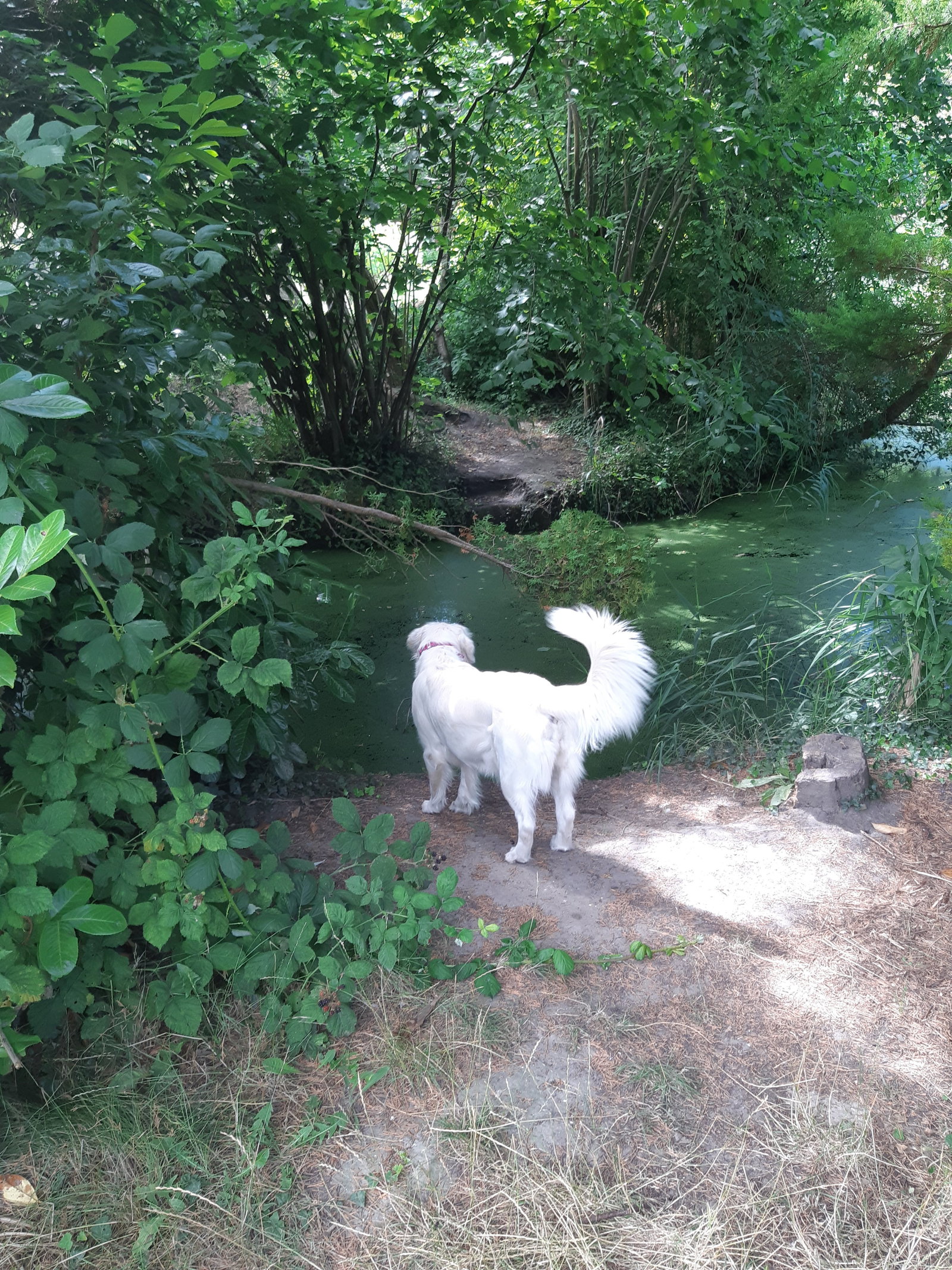 Laura, pet sitter in Leiden, photo 2
