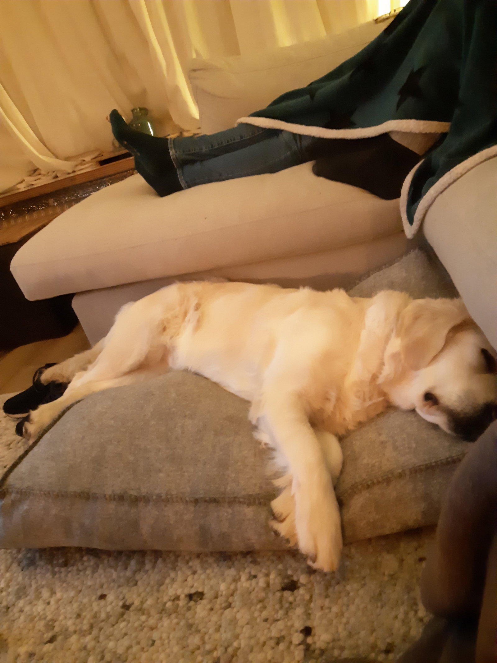 Laura, pet sitter in Leiden, photo 3