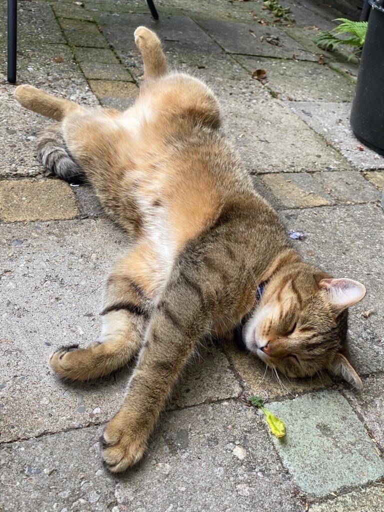 Faye, pet sitter in Amsterdam, photo 2
