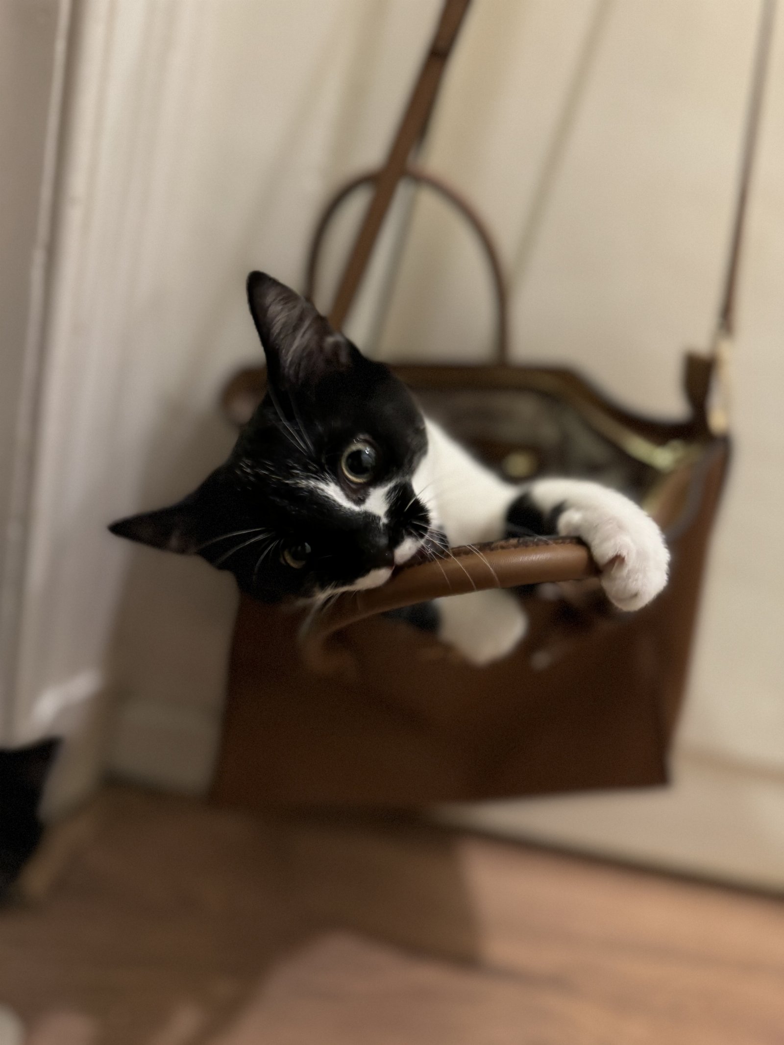 Erika, pet sitter in Roermond, photo 2