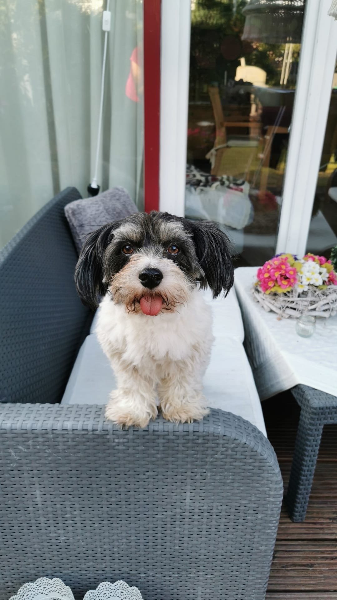 Marie, pet sitter in Nijmegen, photo 2