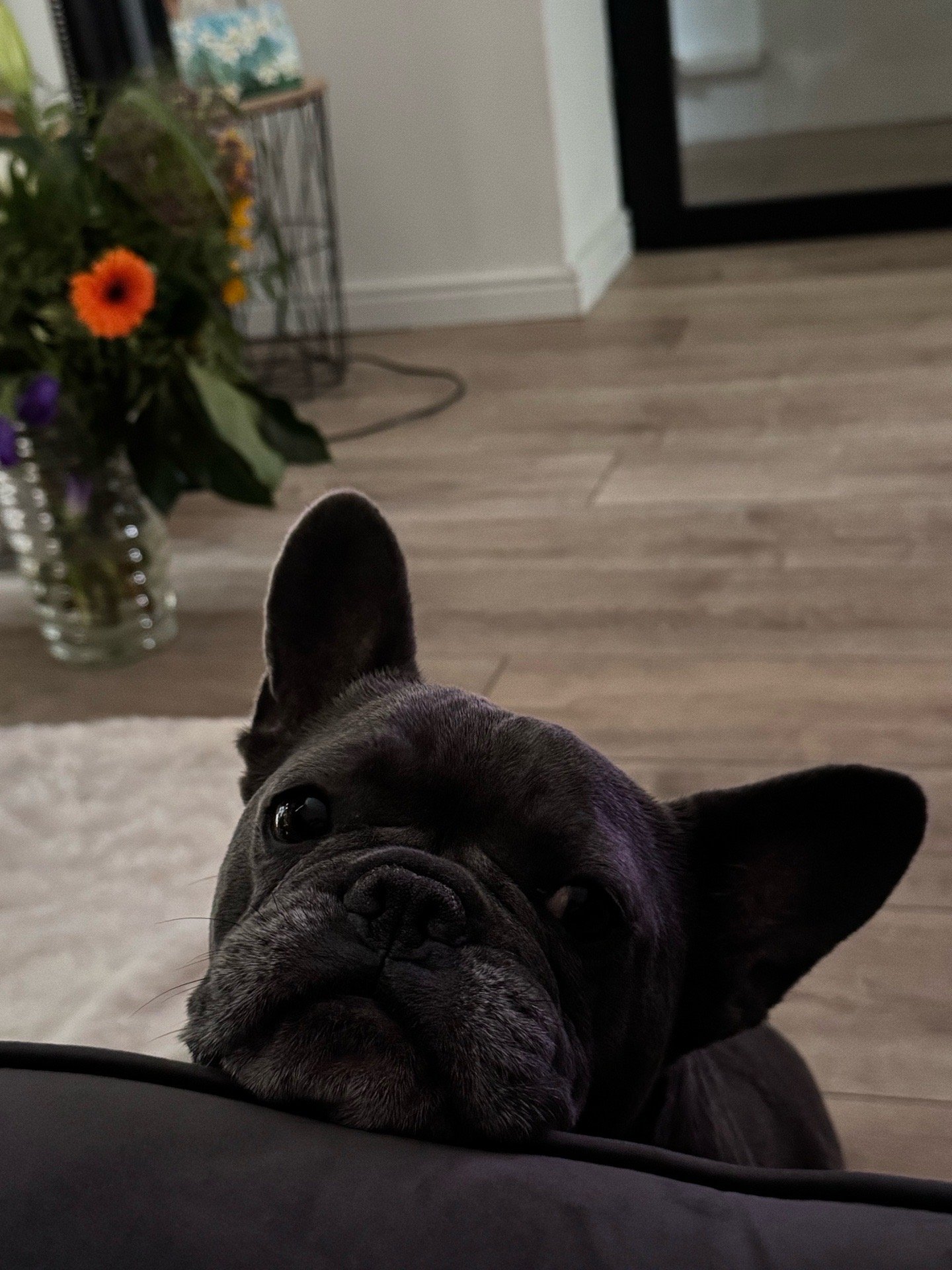 Marvin, dierenoppas in Woerden, foto 5