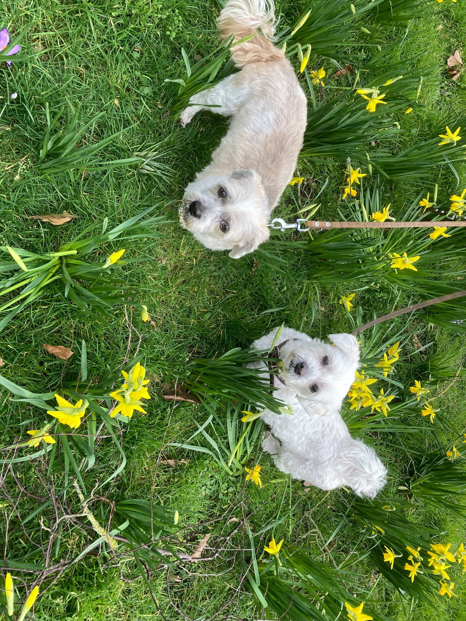 Albert, pet sitter in Almelo, photo 5