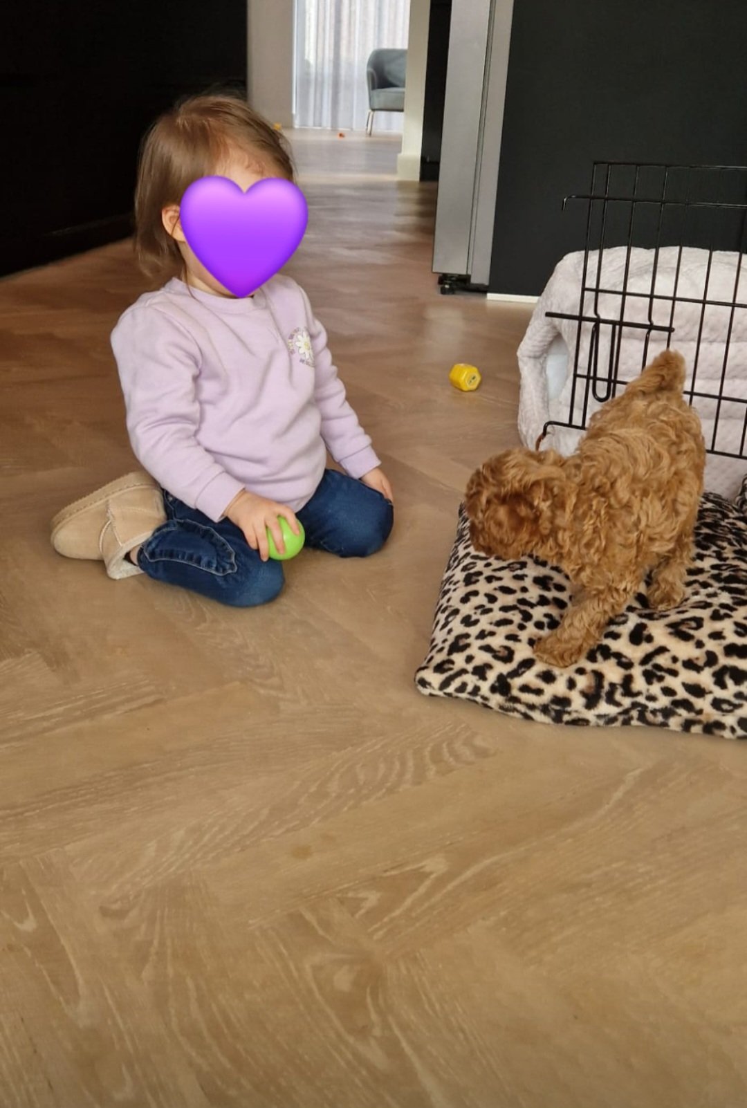 Amber, pet sitter in Geldrop, photo 3