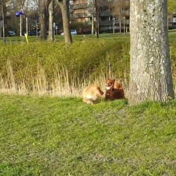 Sumira, pet sitter in 's-Gravenhage, photo 4