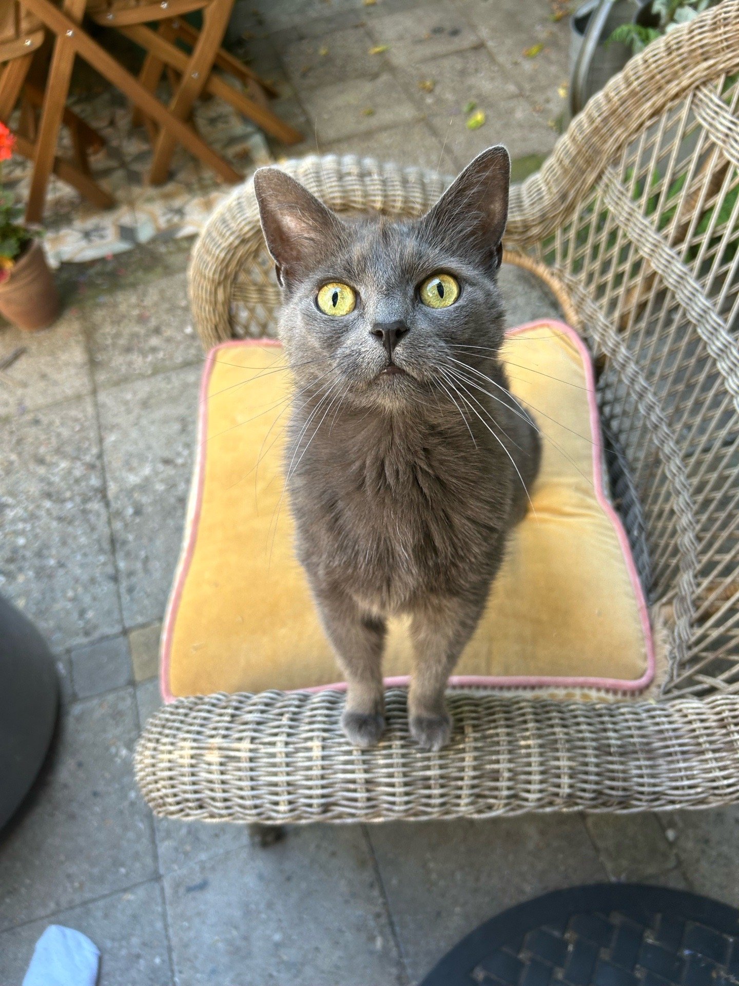 Faye, pet sitter in Amsterdam, photo 5