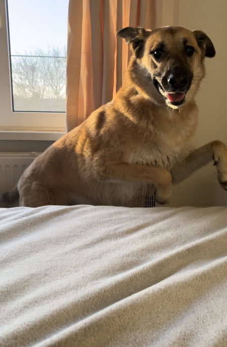 Shannon, pet sitter in hillegom, photo 1