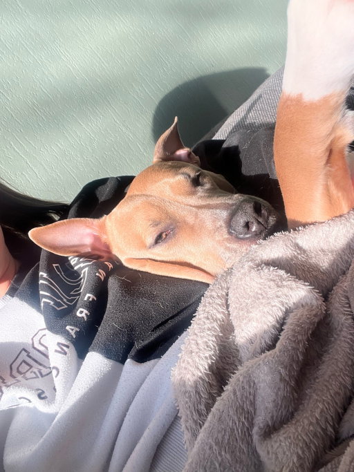 Shannon, pet sitter in hillegom, photo 4