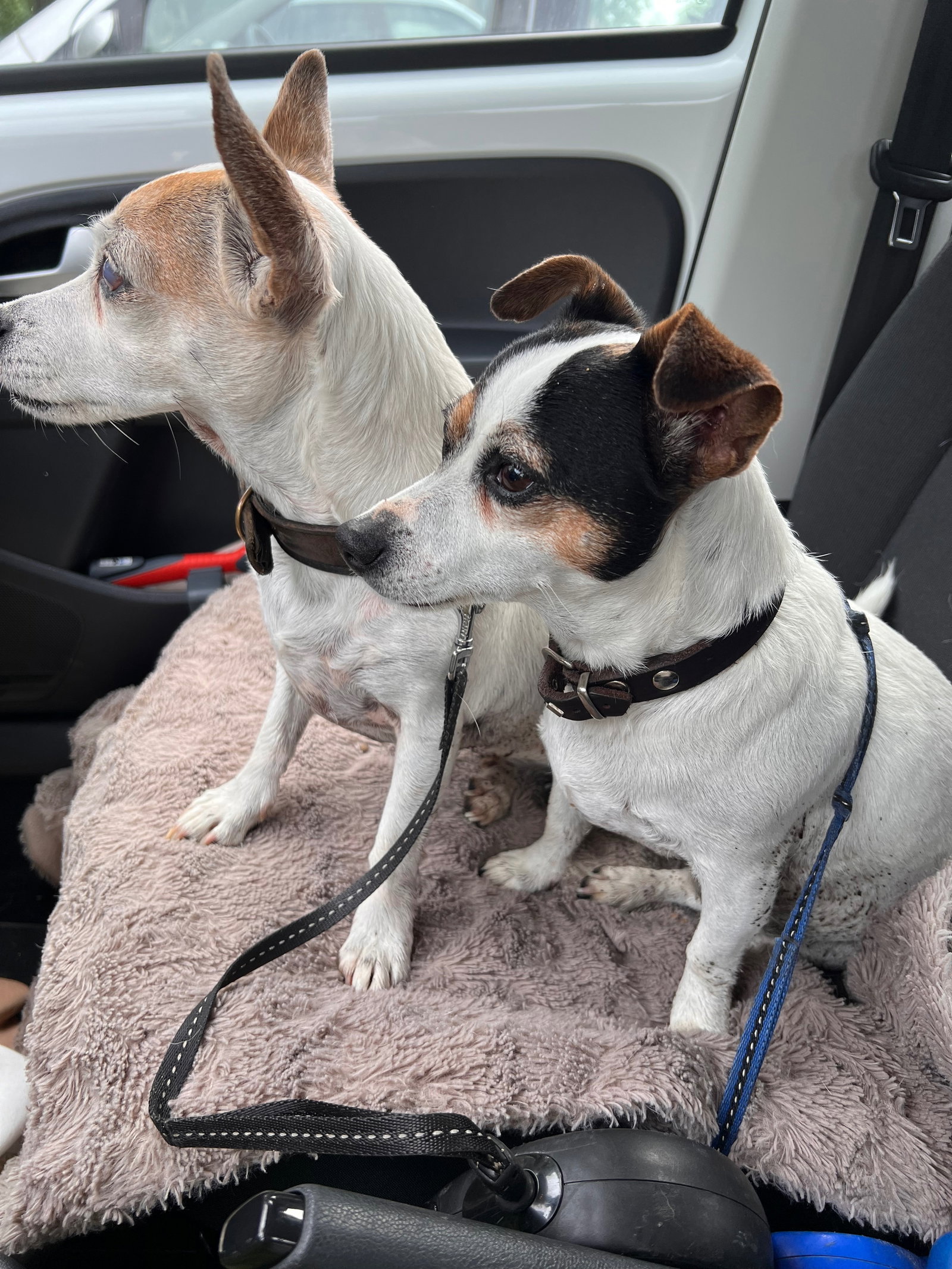 Dianthe, pet sitter in Tilburg, photo 4