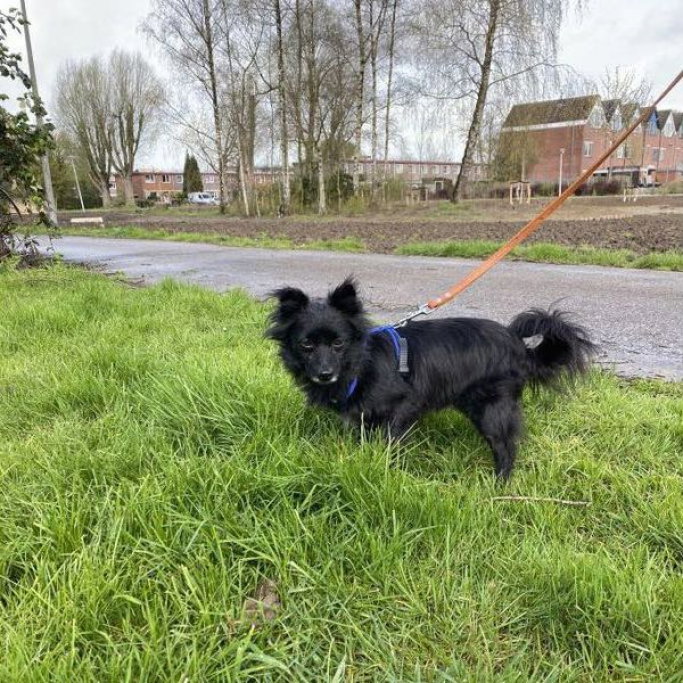 Maria, pet sitter in Rotterdam, photo 2