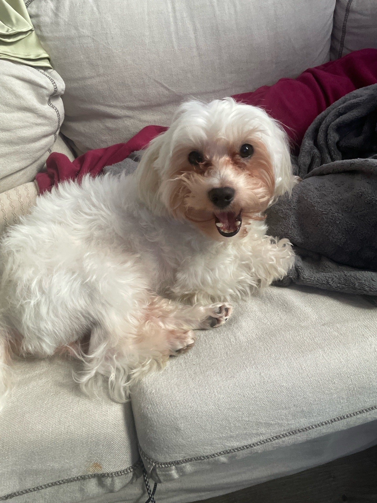 Derrick, pet sitter in Rotterdam, photo 3