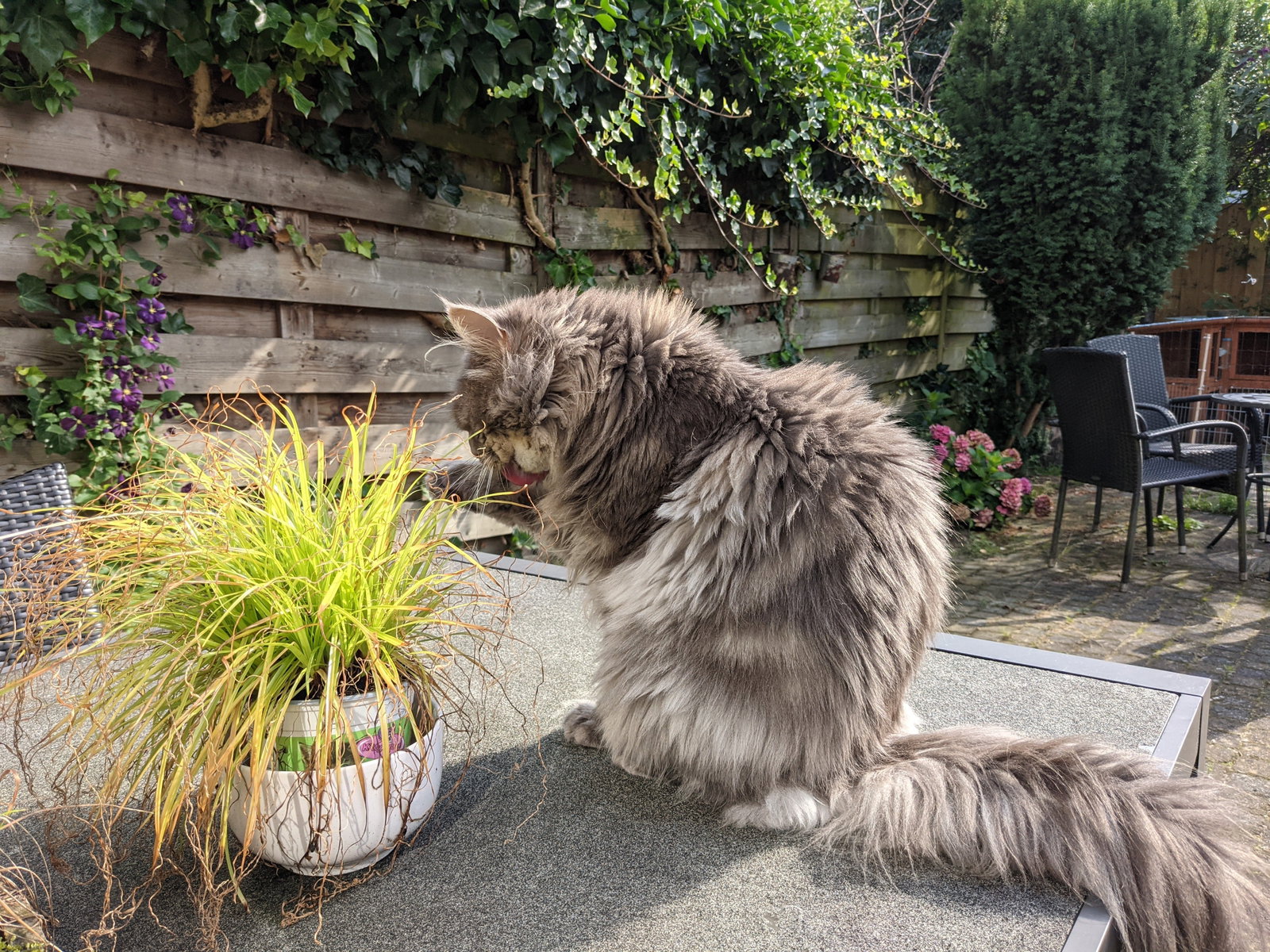 Pauline, pet sitter in Zaandam, photo 3