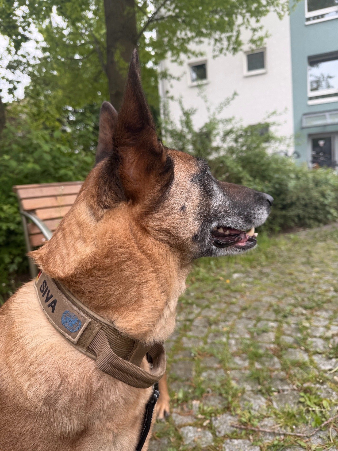 Michelle, Tiersitter in Bremerhaven, Foto 3