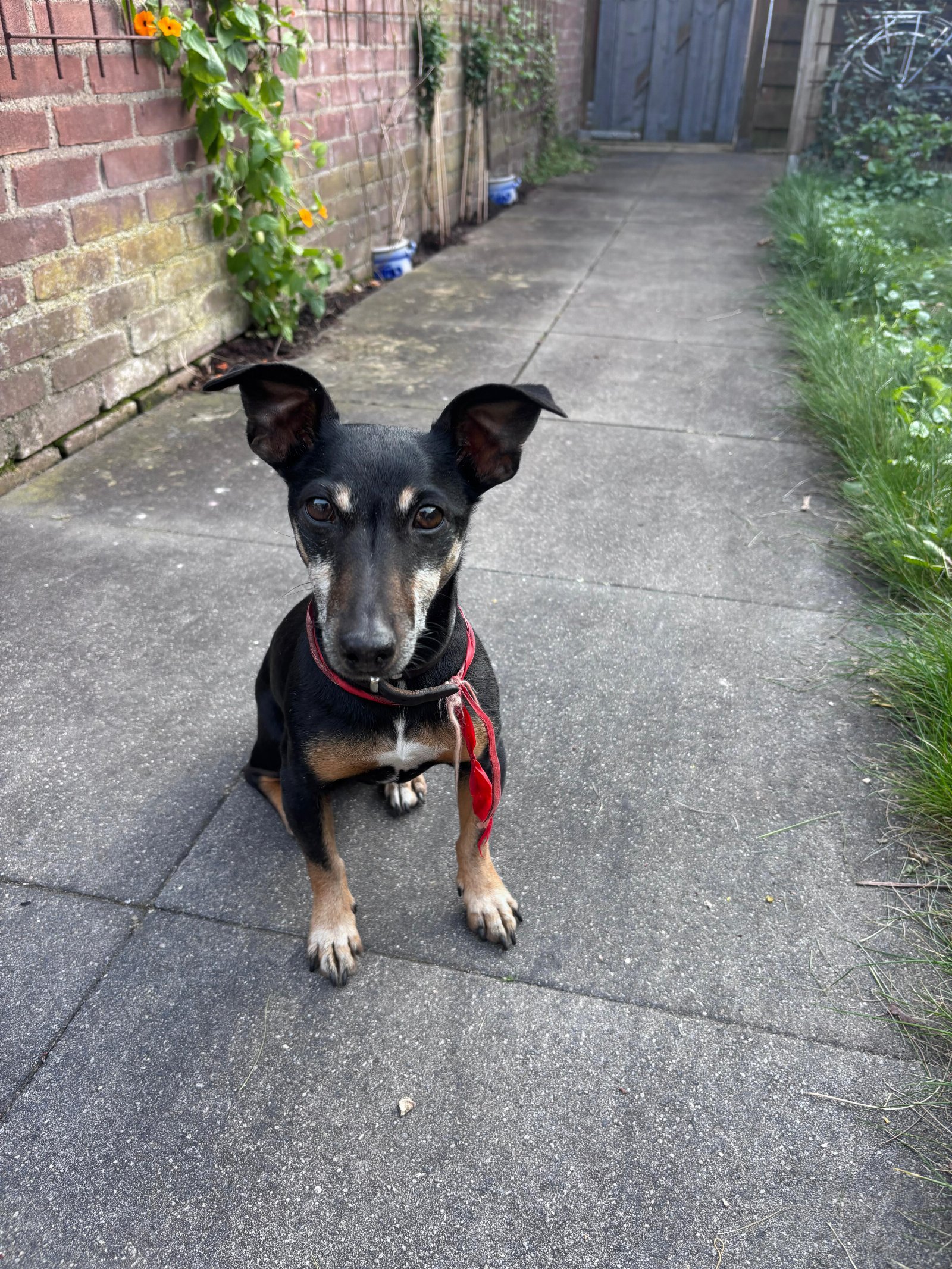 Leslie, pet sitter in Nijmegen, photo 4