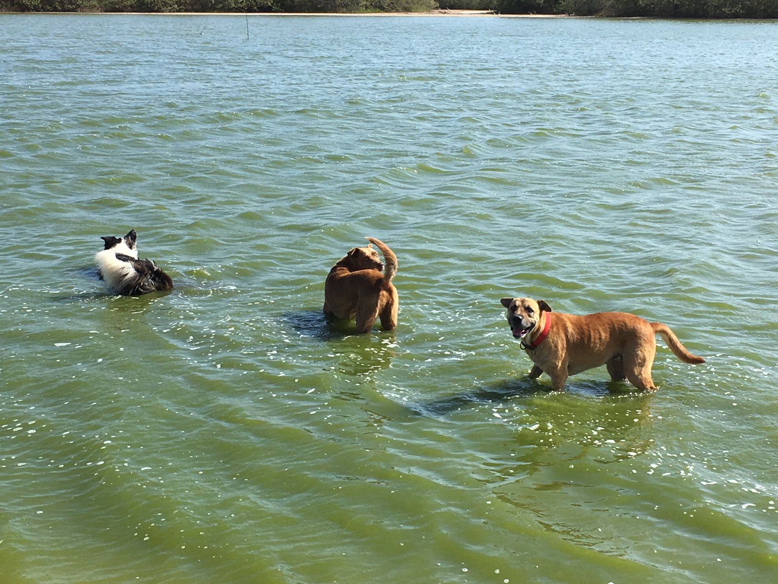Naomi, pet sitter in Amsterdam, photo 1