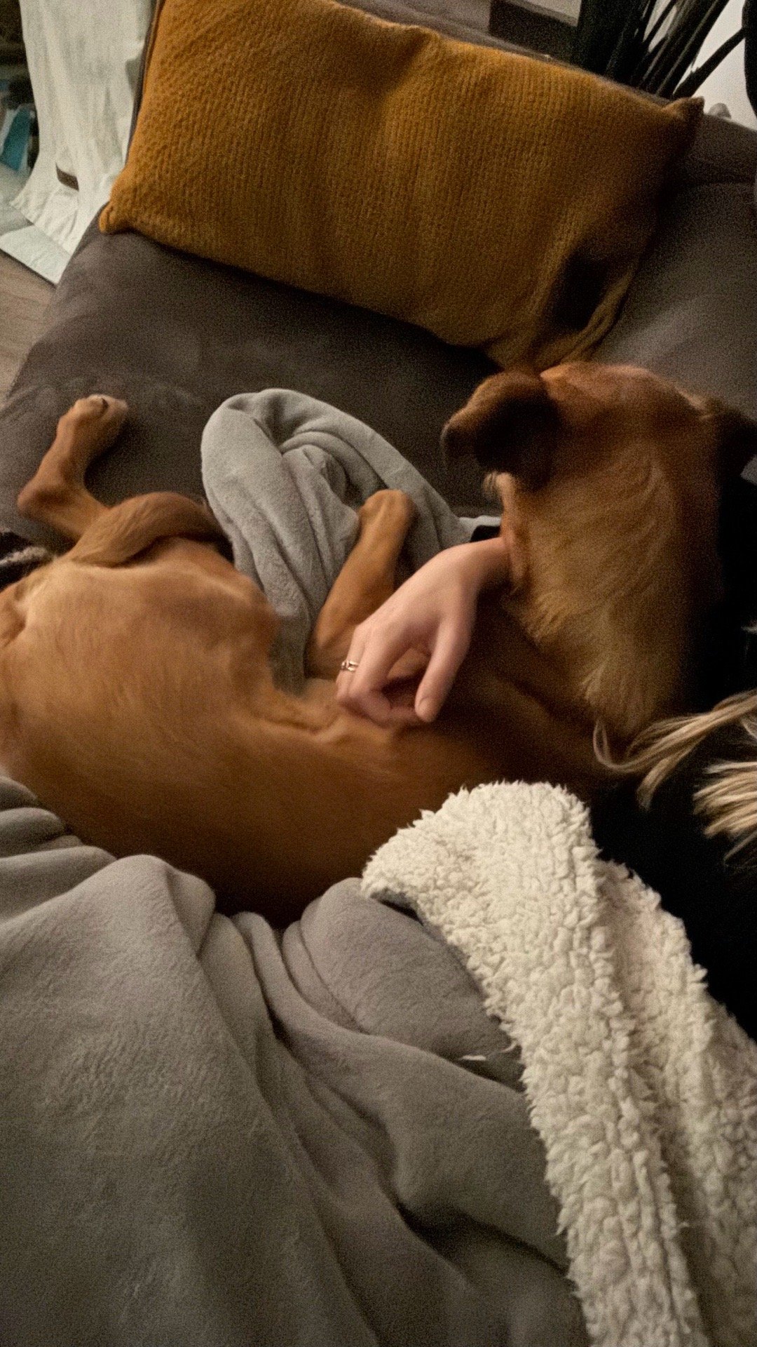 Lysanne, pet sitter in Wassenaar, photo 4