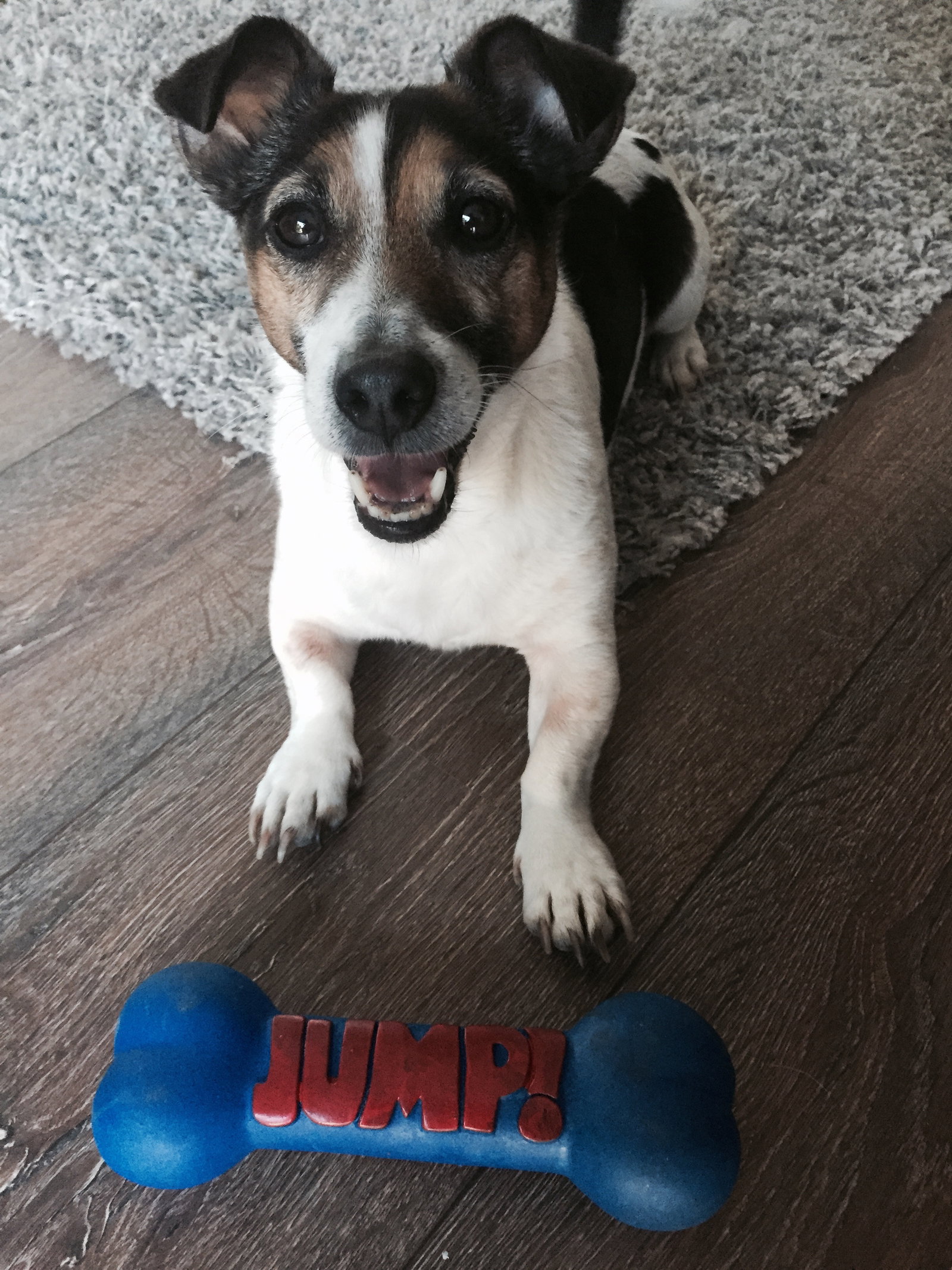 Paul, pet sitter in Slootdorp, photo 1