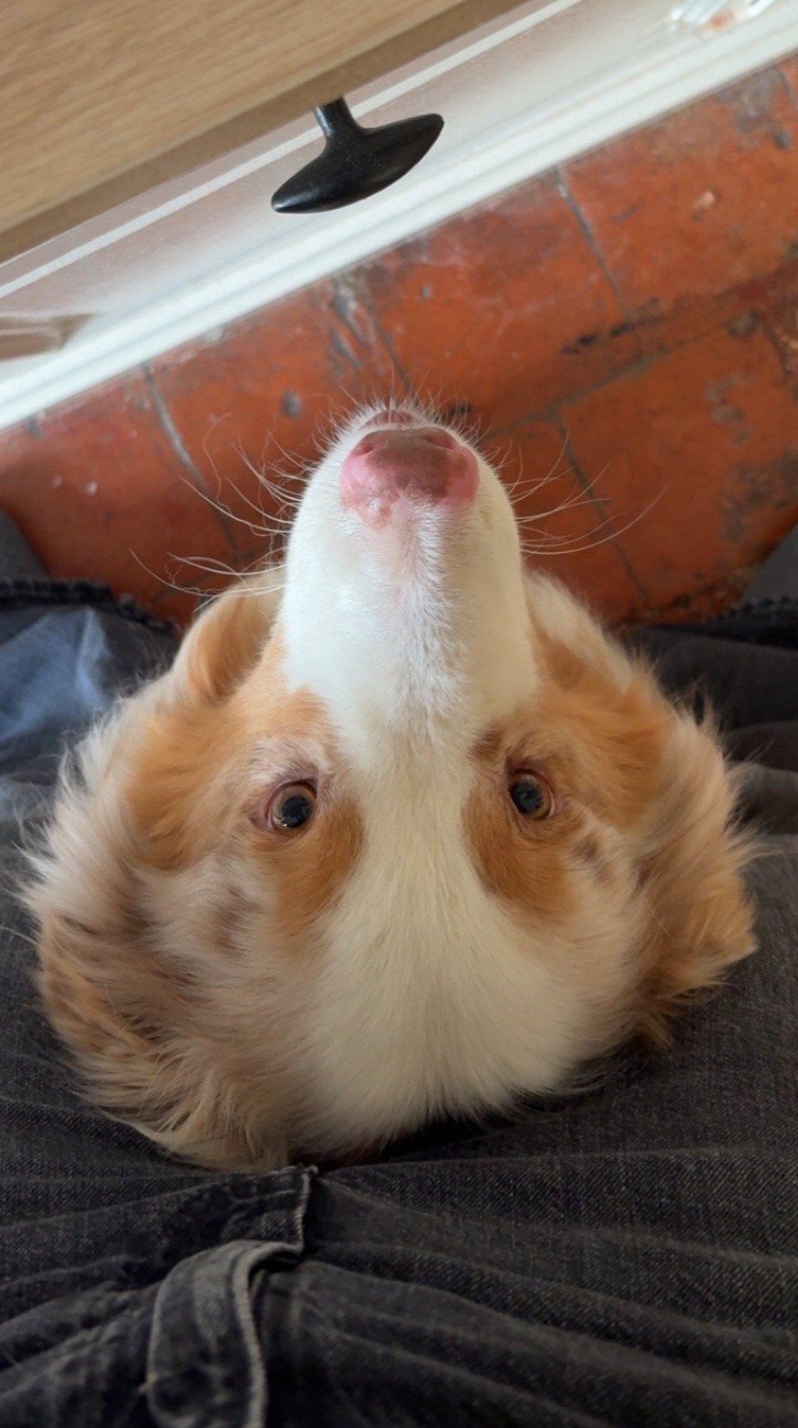 Violette, pet sitter in Amsterdam, photo 5
