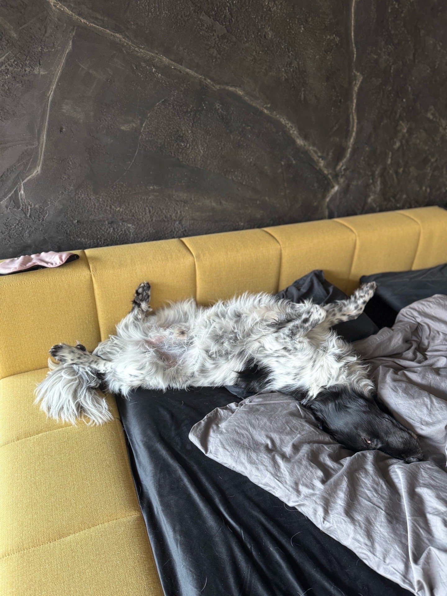 Roxana, pet sitter in Amsterdam, photo 4