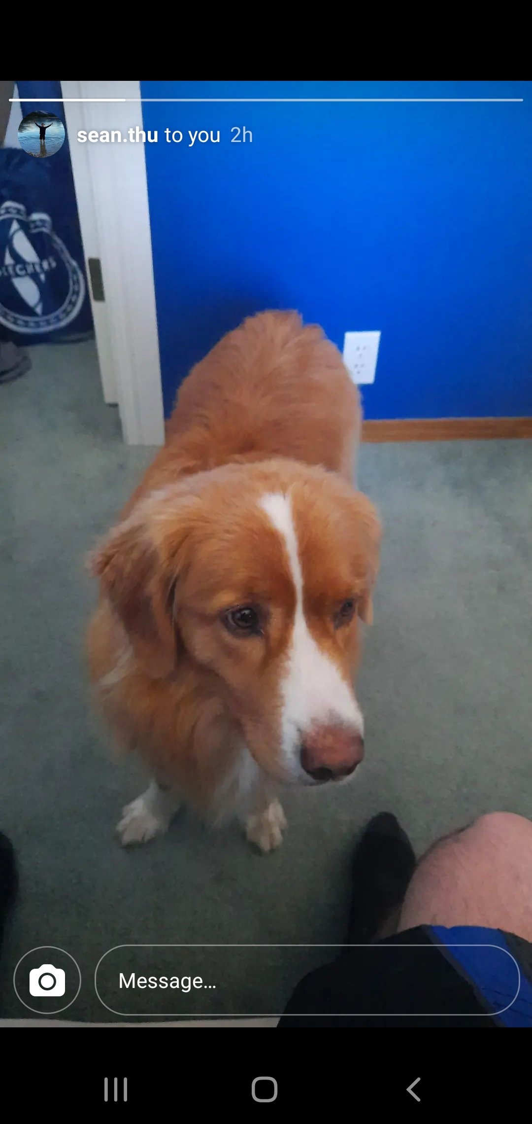 Noumi, pet sitter in Amsterdam, photo 2