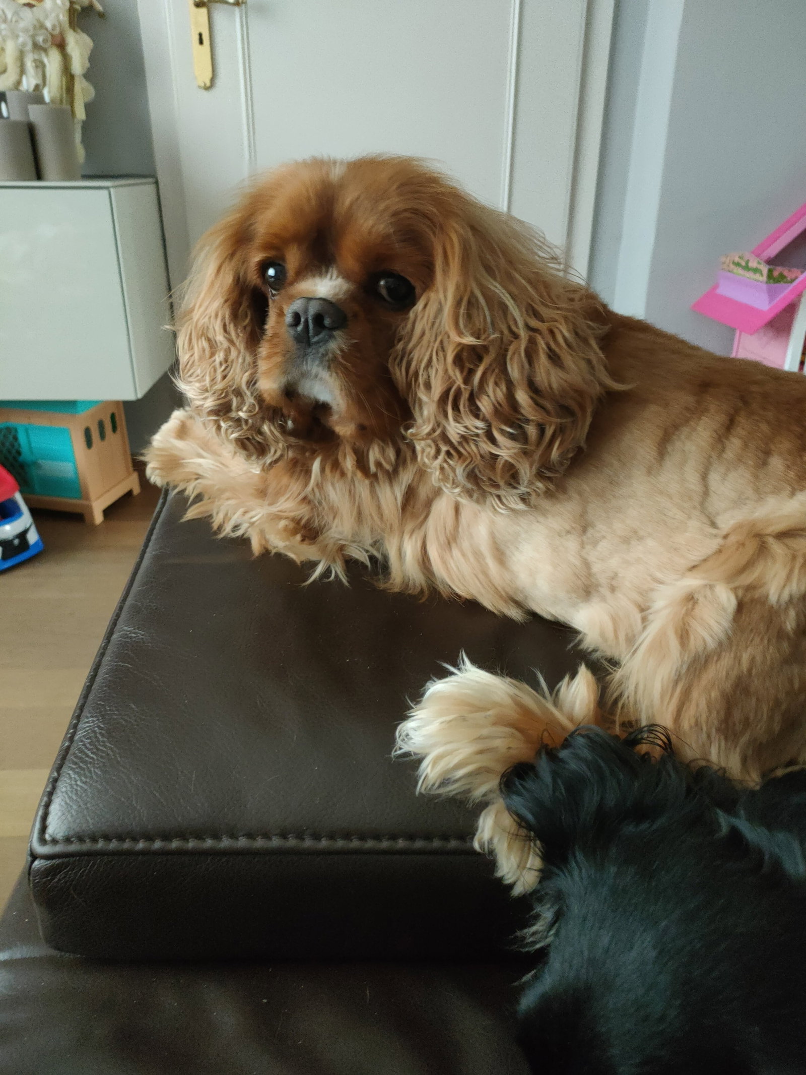 Eveline, pet-sitter à Antwerpen, photo 2
