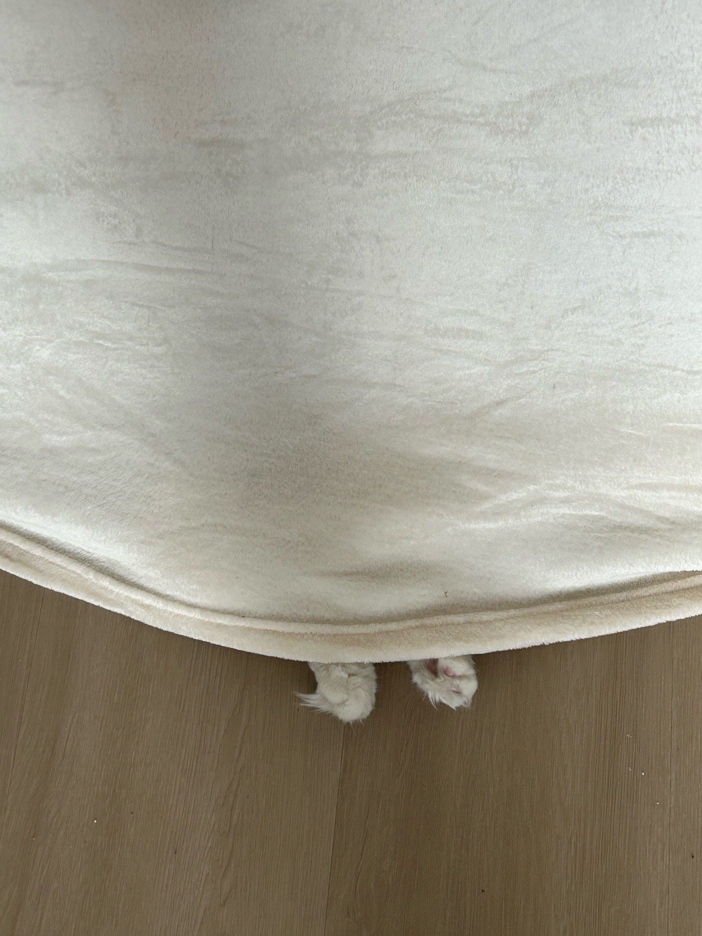 Marta, pet sitter in Uitgeest, photo 5