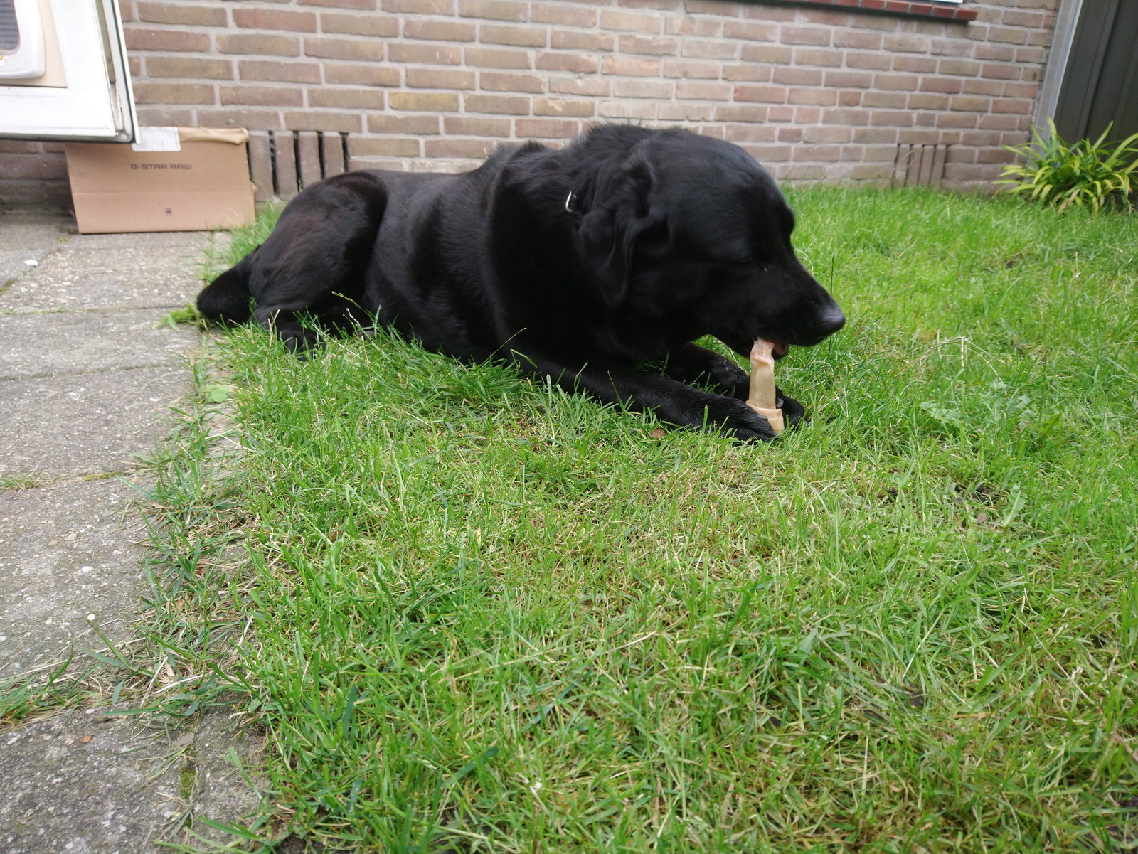 Lindsey, pet sitter in Assendelft, photo 5
