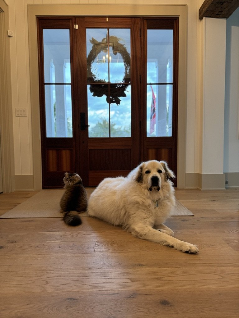 Aulbrey, pet sitter in Haarlem, photo 2