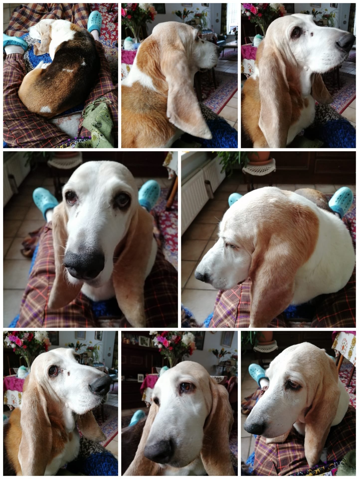 Helga, pet sitter in Breda, photo 3