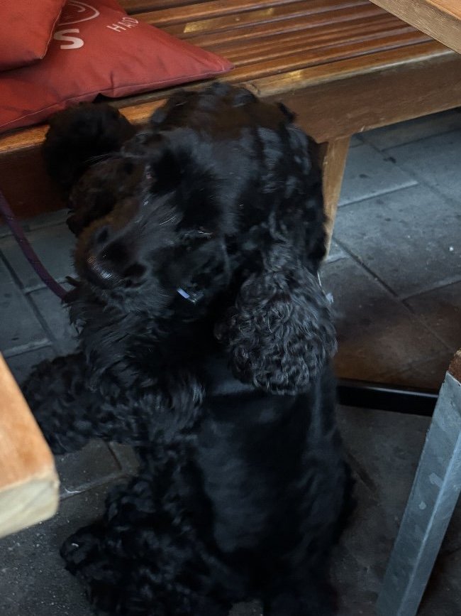 Zoë, pet sitter in Amsterdam, photo 5