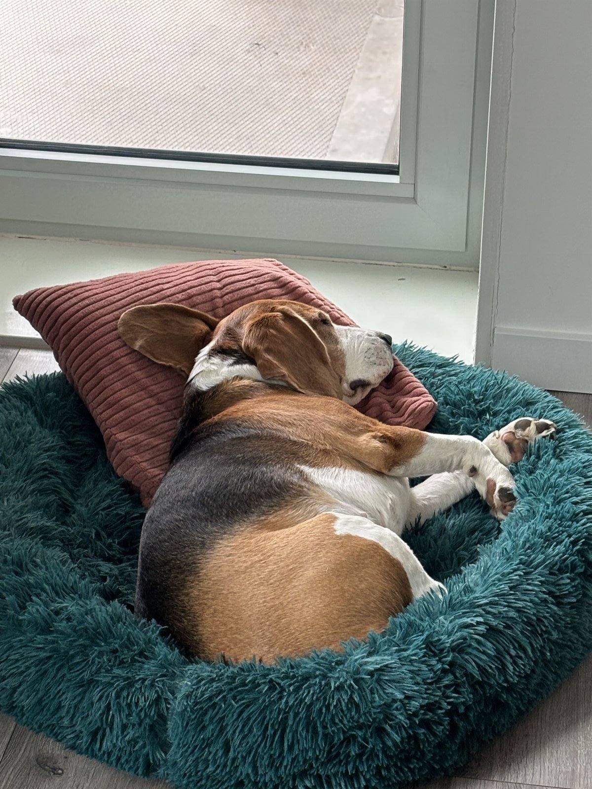 Viviana, pet sitter in Diemen, photo 5