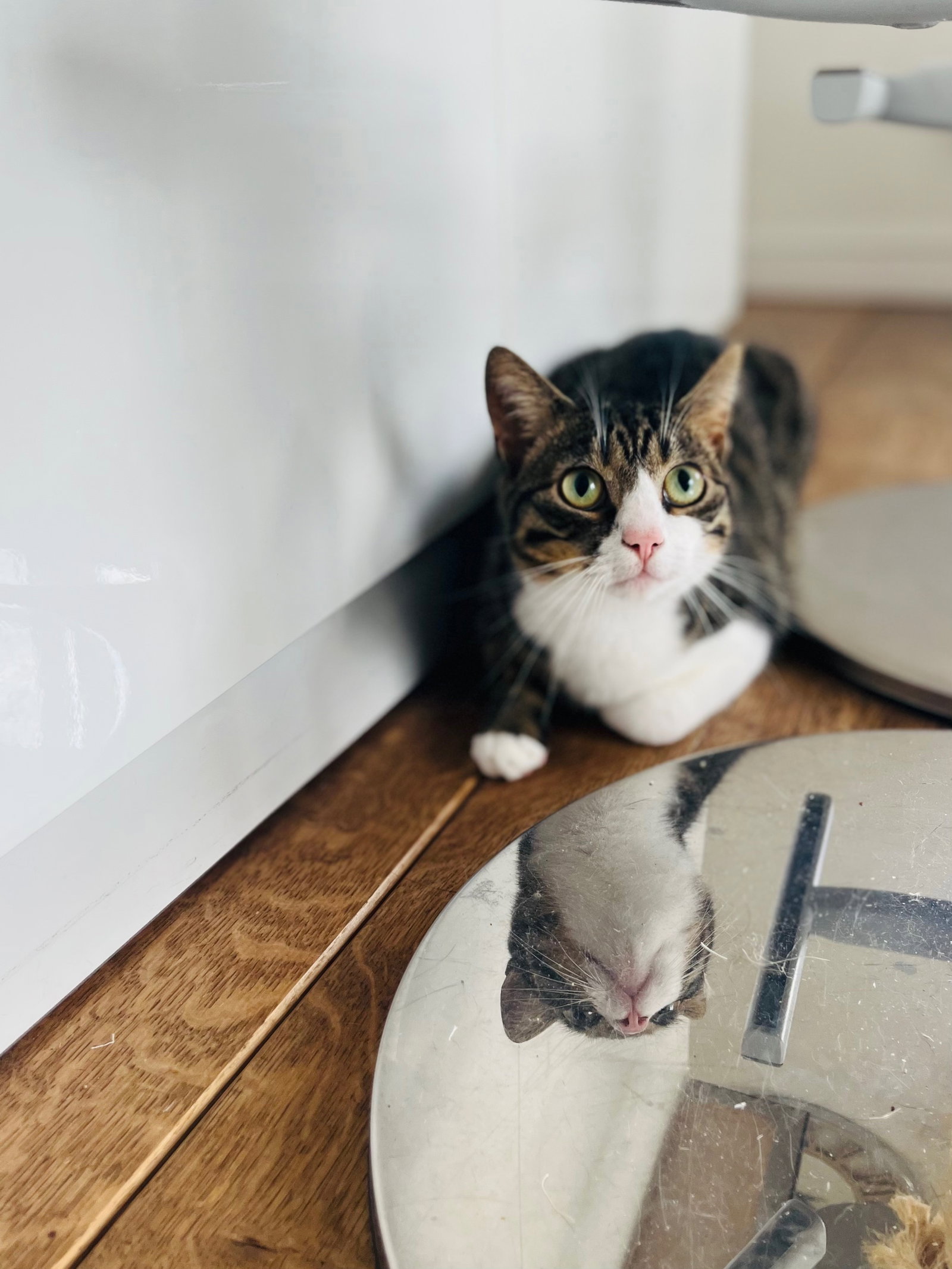 Allie, pet sitter in Amsterdam, photo 5