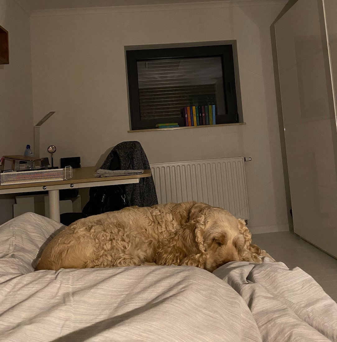 Yaqi, pet sitter in Amsterdam, photo 3