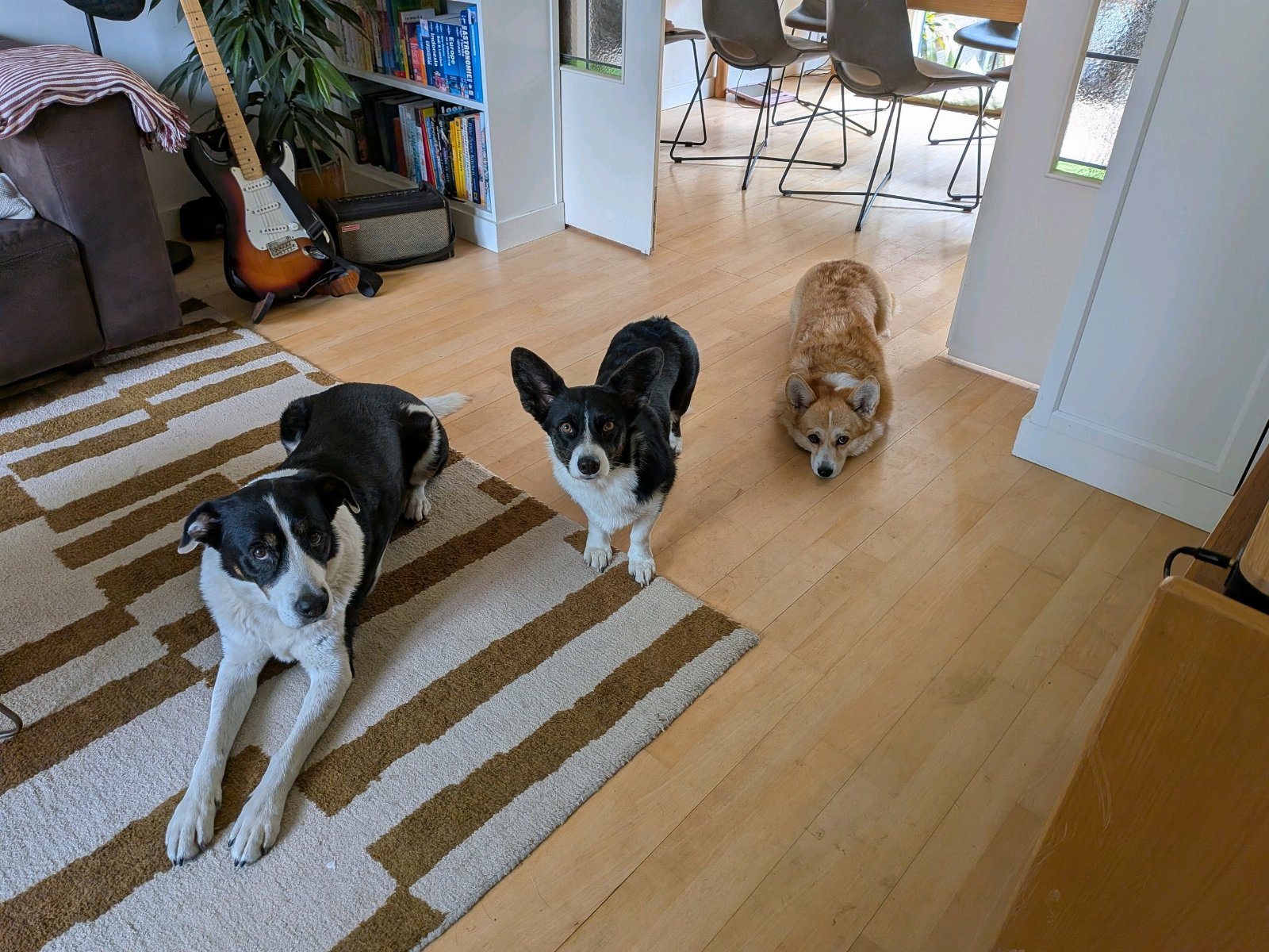 Berit & Shivara, pet sitter in Zaandam, photo 5