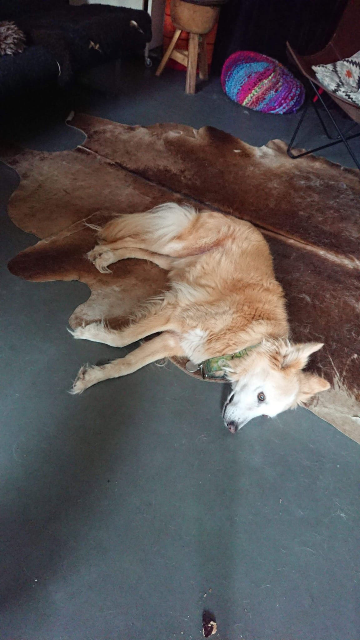 Savalan, pet sitter in Amsterdam, photo 3