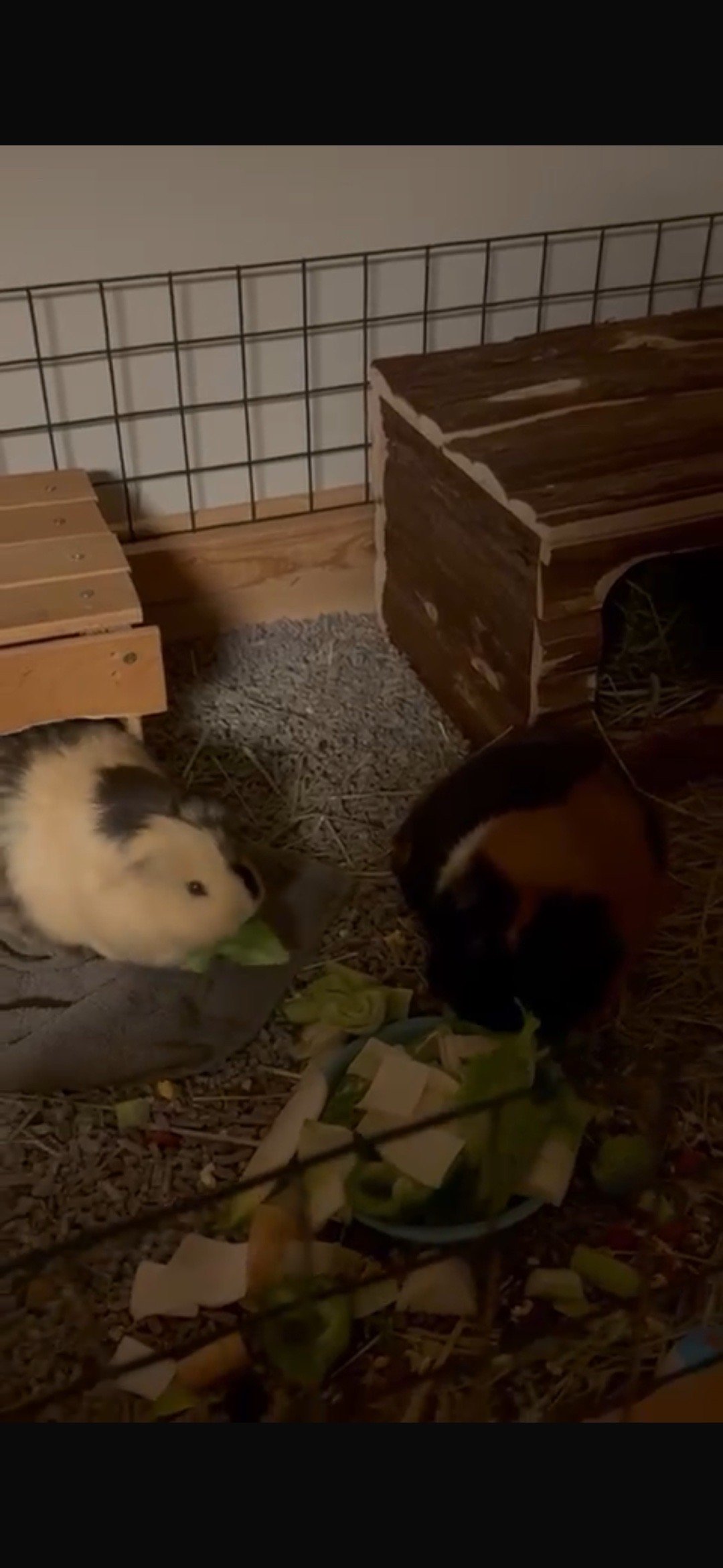 V i v i, pet sitter in Voorburg, photo 2