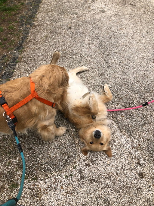 kardelen, pet sitter in Bunnik, photo 5