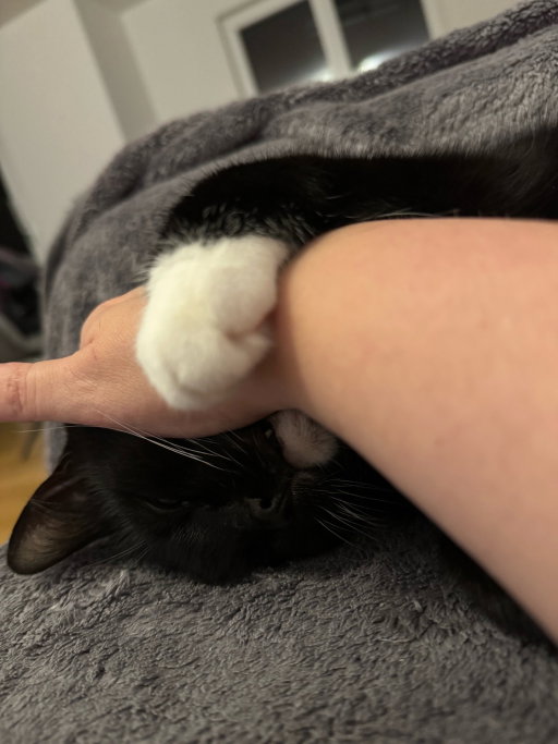 Katrin, pet sitter in München, photo 1
