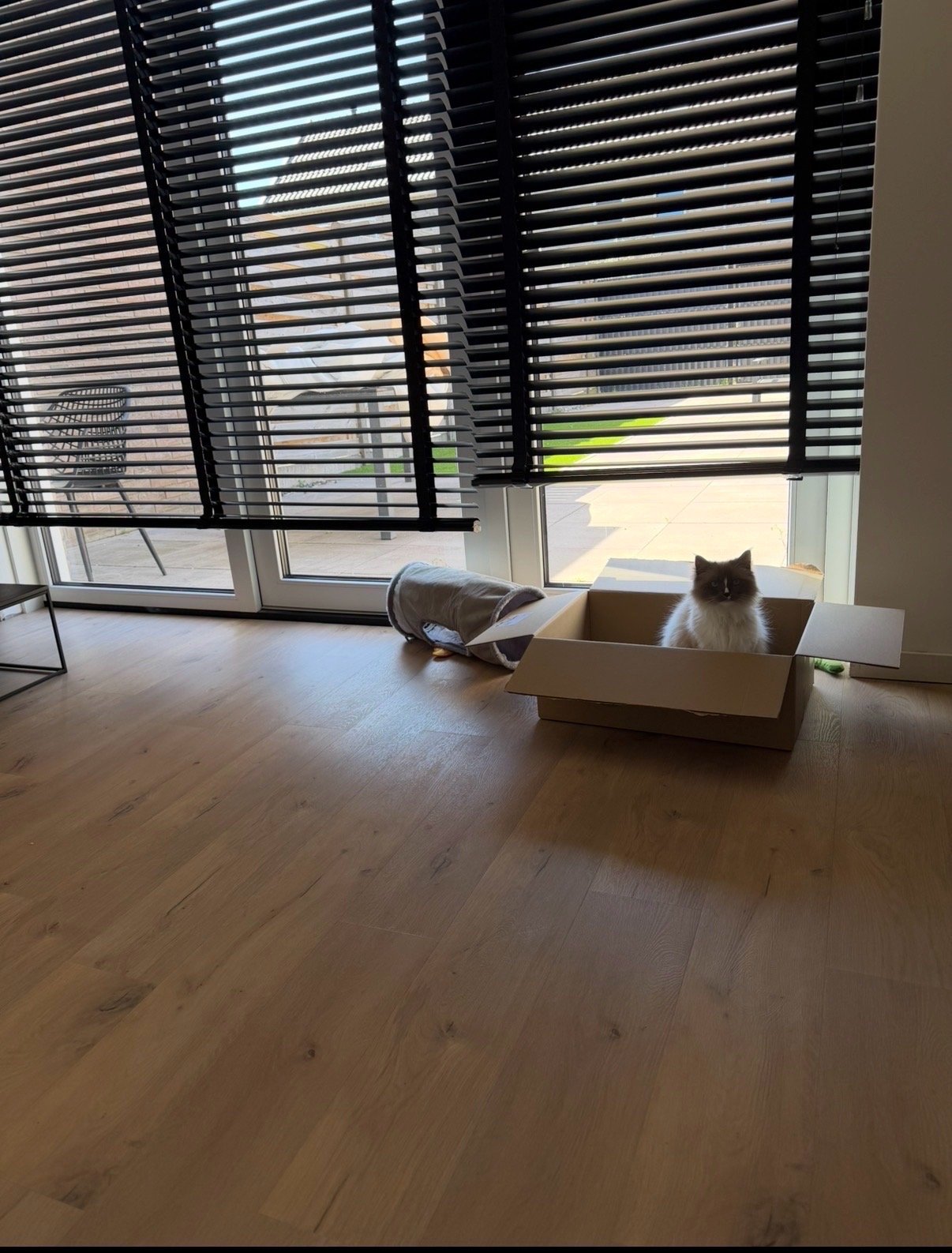 Laressa, pet sitter in Uithoorn, photo 4