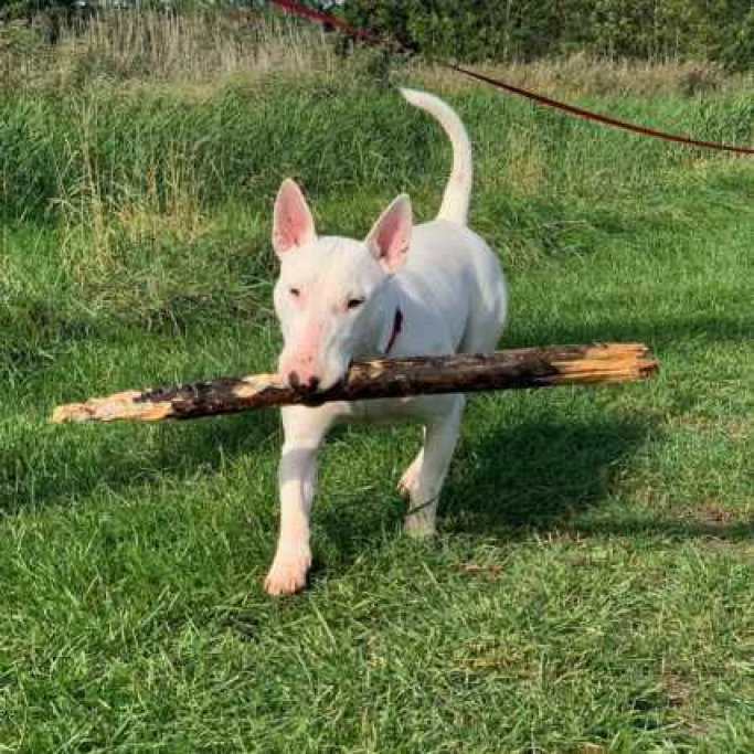 Cheyenne, pet sitter in Velserbroek, photo 1