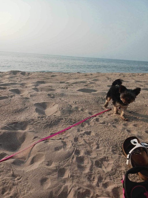 Jill, pet sitter in Bergschenhoek, photo 1