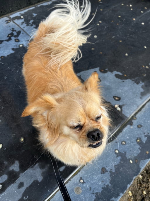 Odarka (Daria), pet sitter in Amsterdam, photo 5