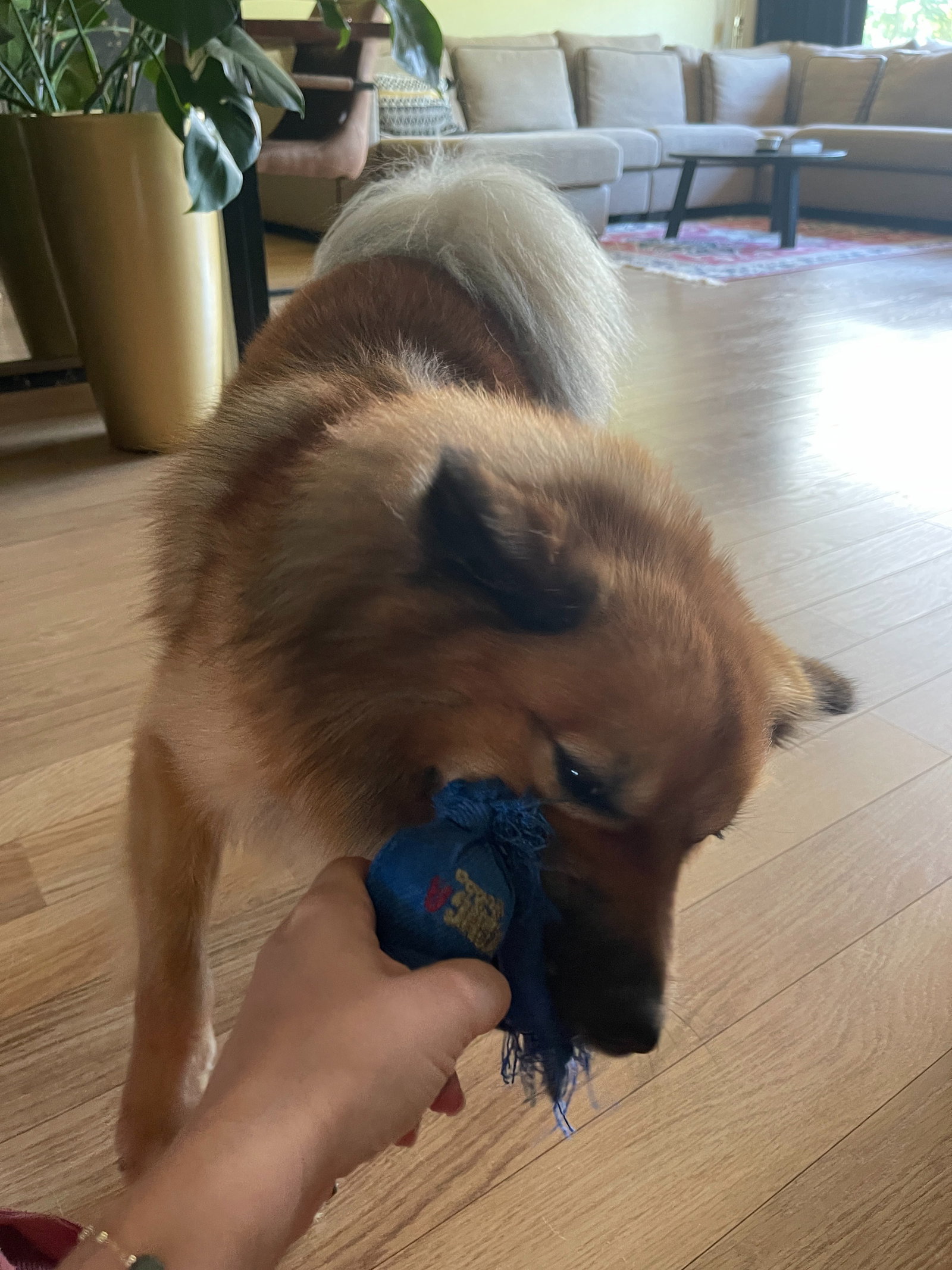 Marie-Alice, pet-sitter à Borgloon, photo 4