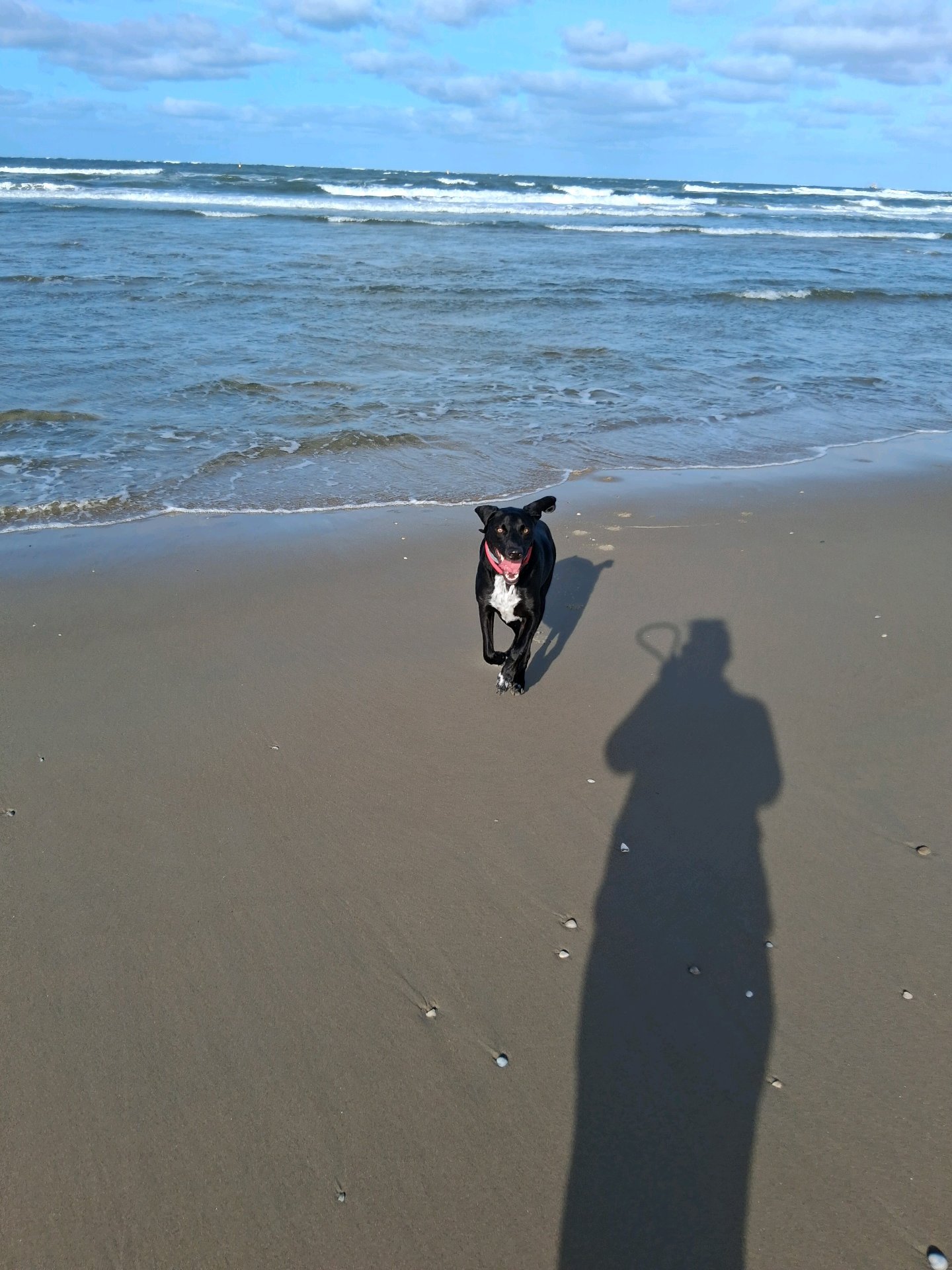 Christa, pet sitter in Weesp, photo 5