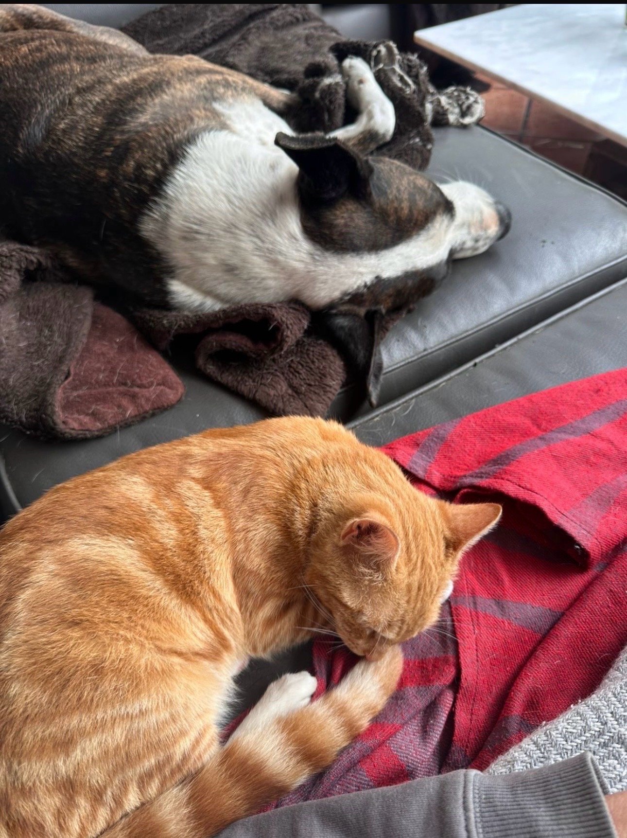 francisca, pet sitter in Rotterdam, photo 4