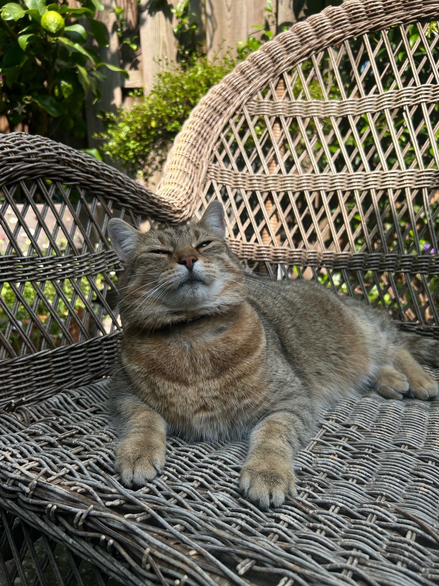 Faye, pet sitter in Amsterdam, photo 3